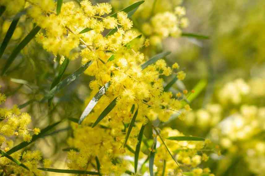 acacia parfume varietes