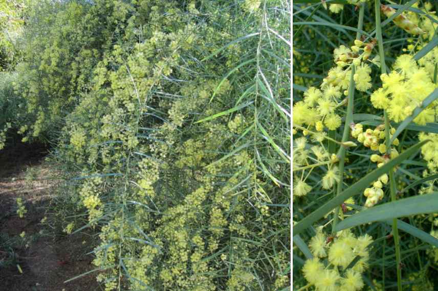 mimosas les plus parfumes