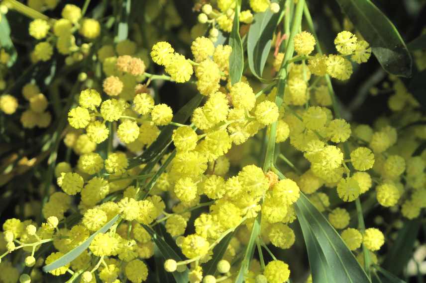 mimosa parfumes lesquels