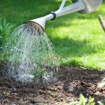 Jardinage débutant : arroser ses plantes efficacement