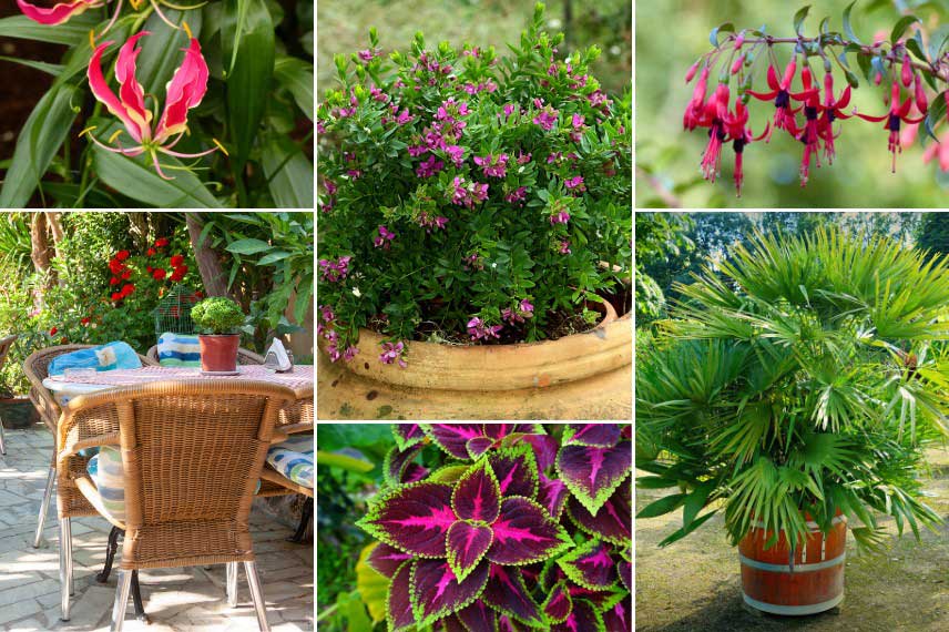 Associer un Polygala en pot sur un balcon ou une terrasse