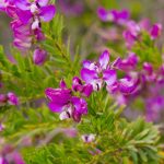 Comment associer le Polygala ?