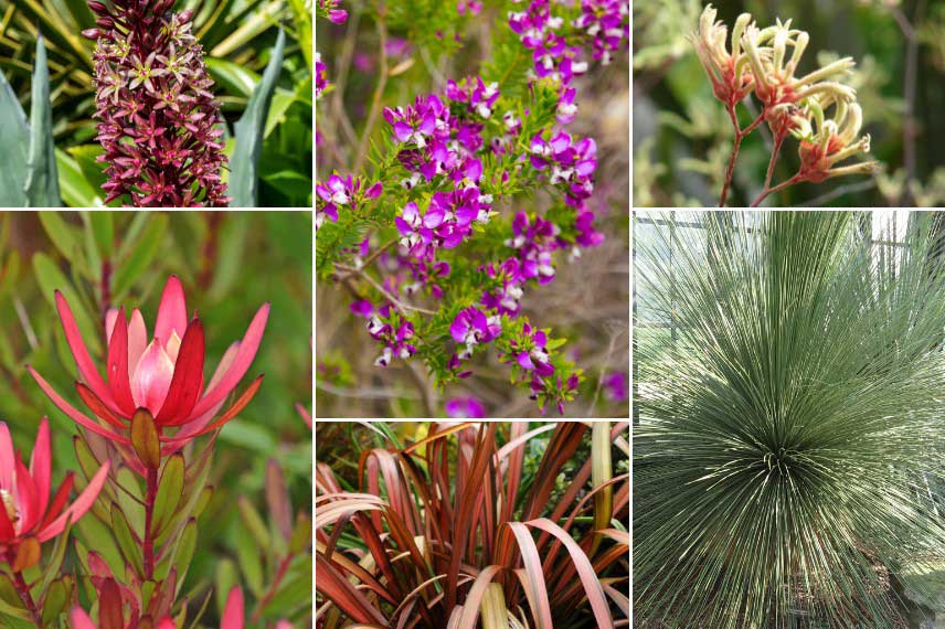 Inspiration pour associer le Polygala dans un jardin austral