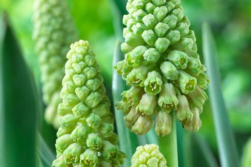 Muscari à épis verts