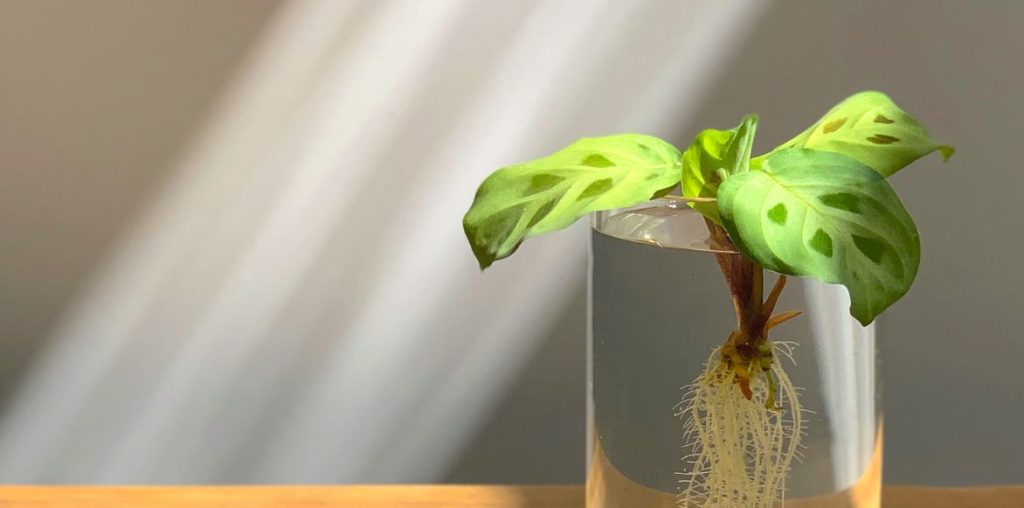 Bouture de Maranta leuconeura 