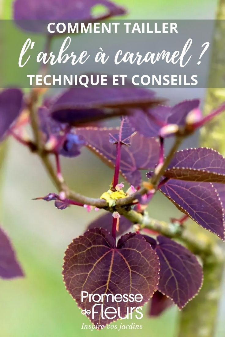 feuilles de Cercidiphyllum