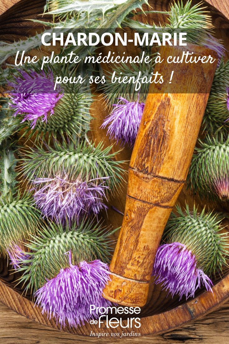 fleur de Chardon-marie