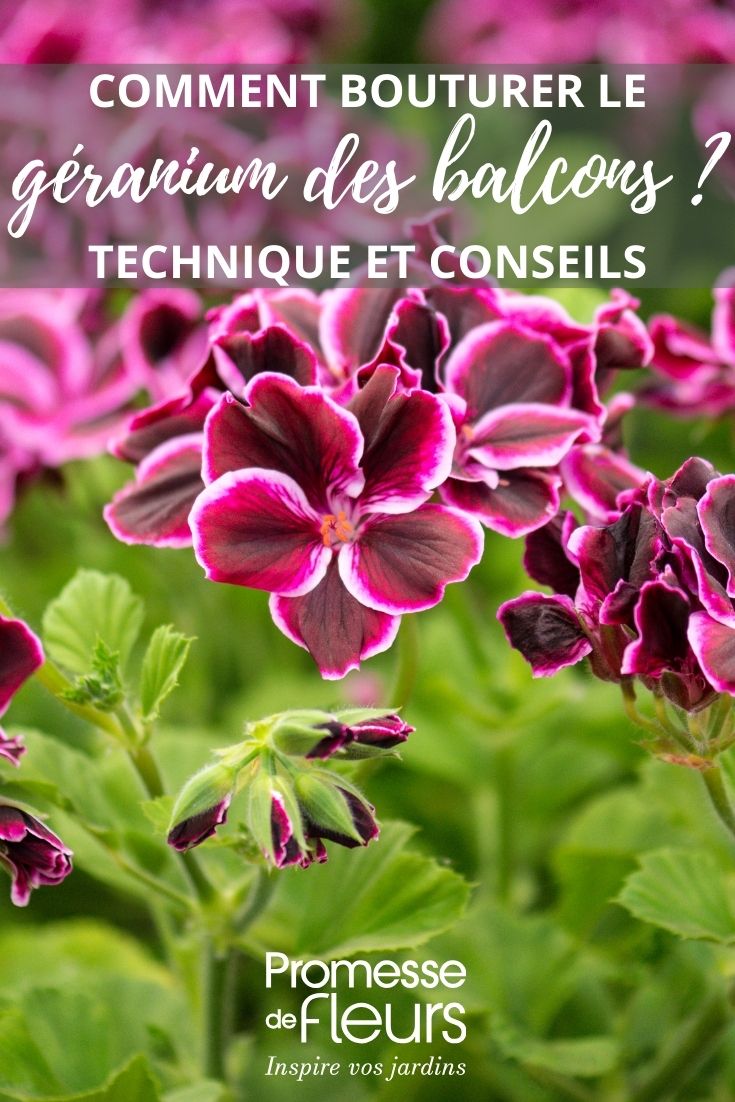 fleurs de pélargonium
