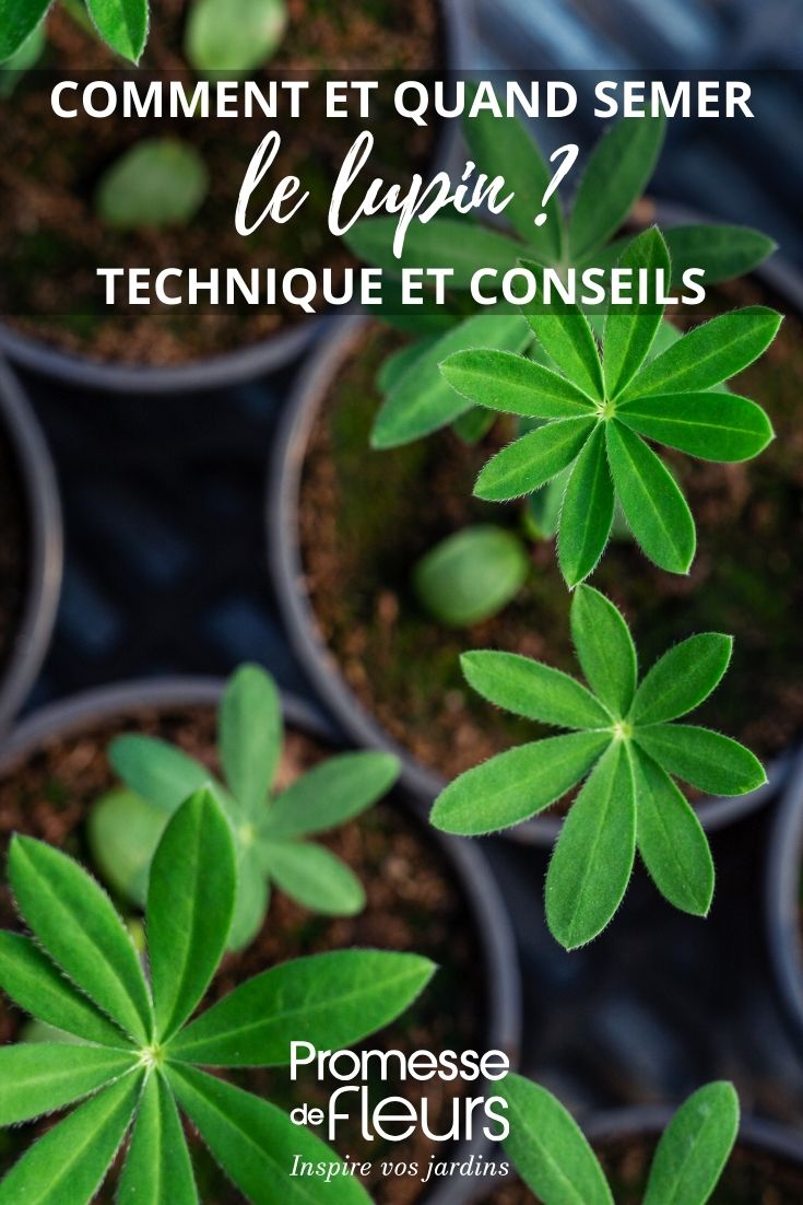 Réussir vos semis de lupins grâce à nos conseils