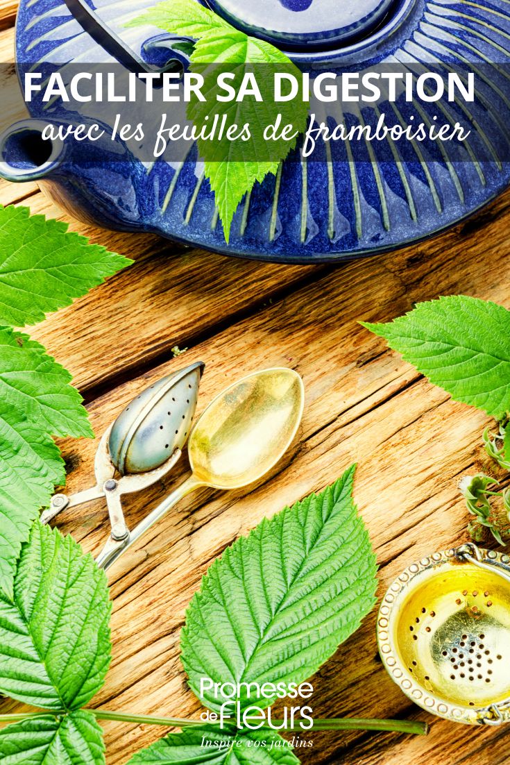 infusion de feuilles de framboisier et bienfaits
