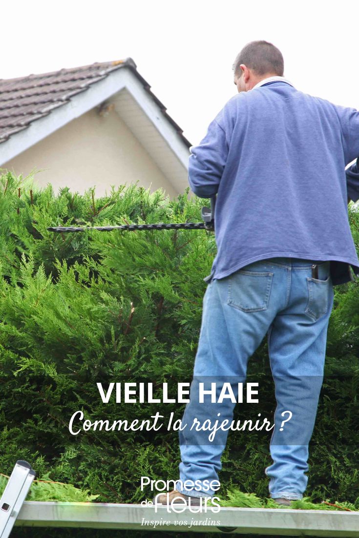 entretenir une ancienne haie