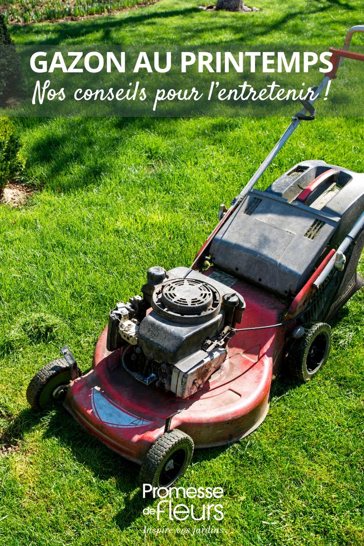 pelouse au printemps