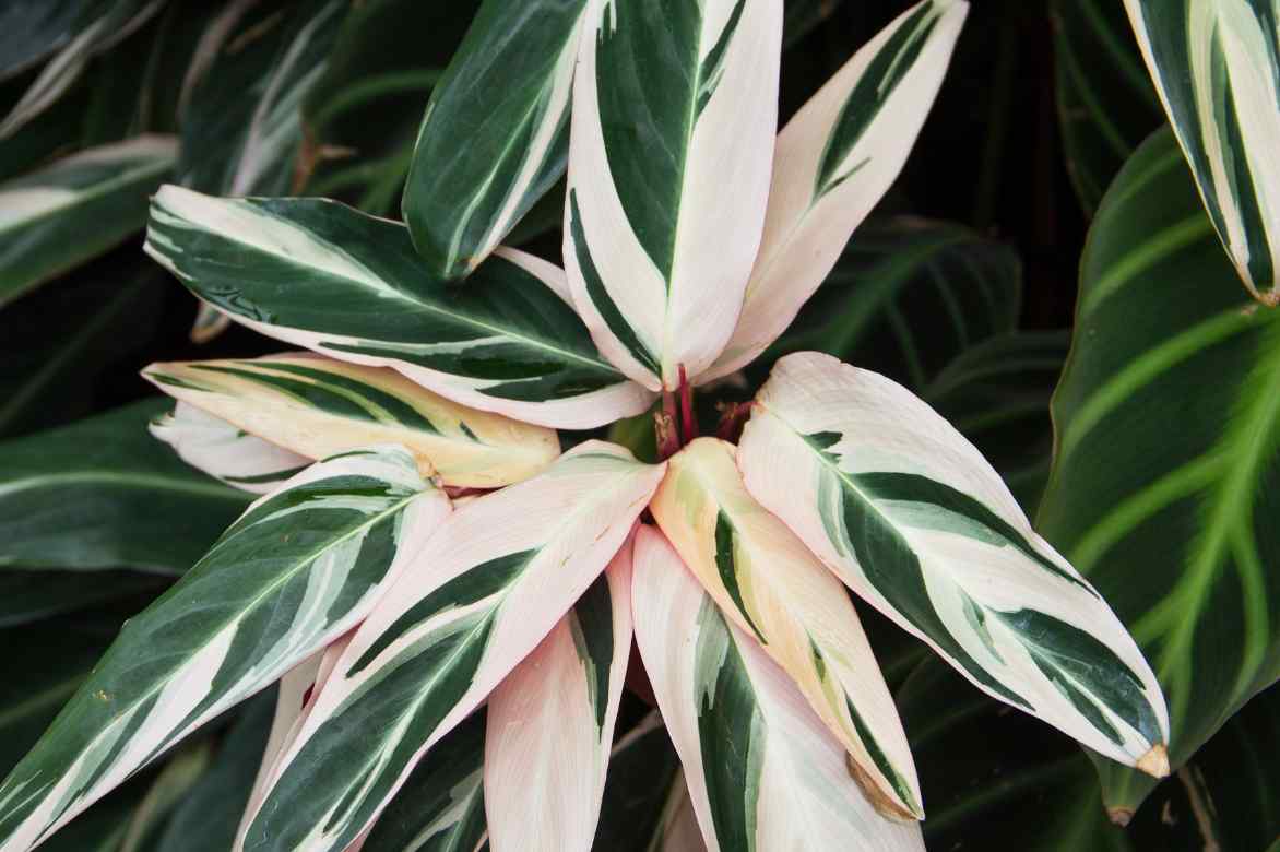 exposition emplacement ctenanthe