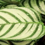  Ctenanthe : planter, cultiver, entretenir