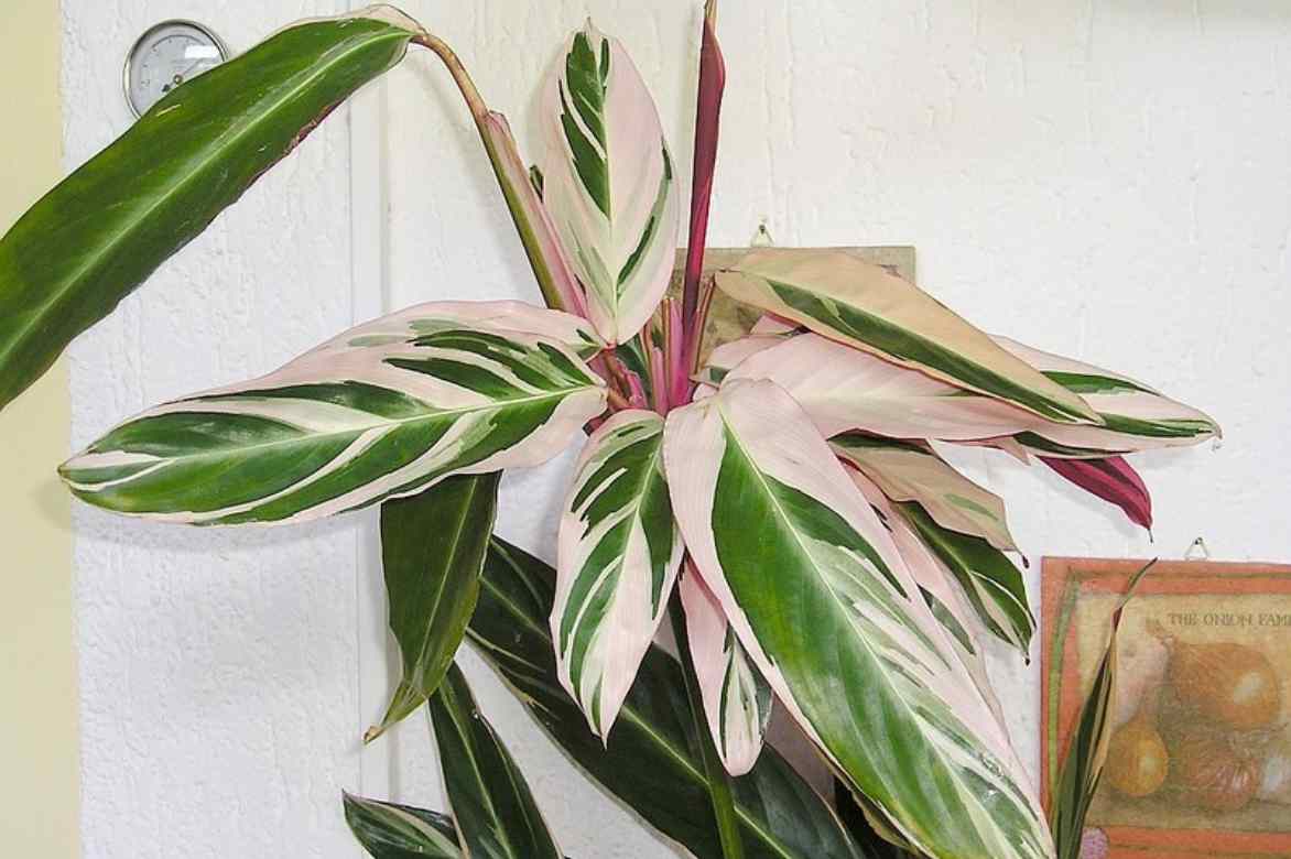 plante paon exposition emplacement