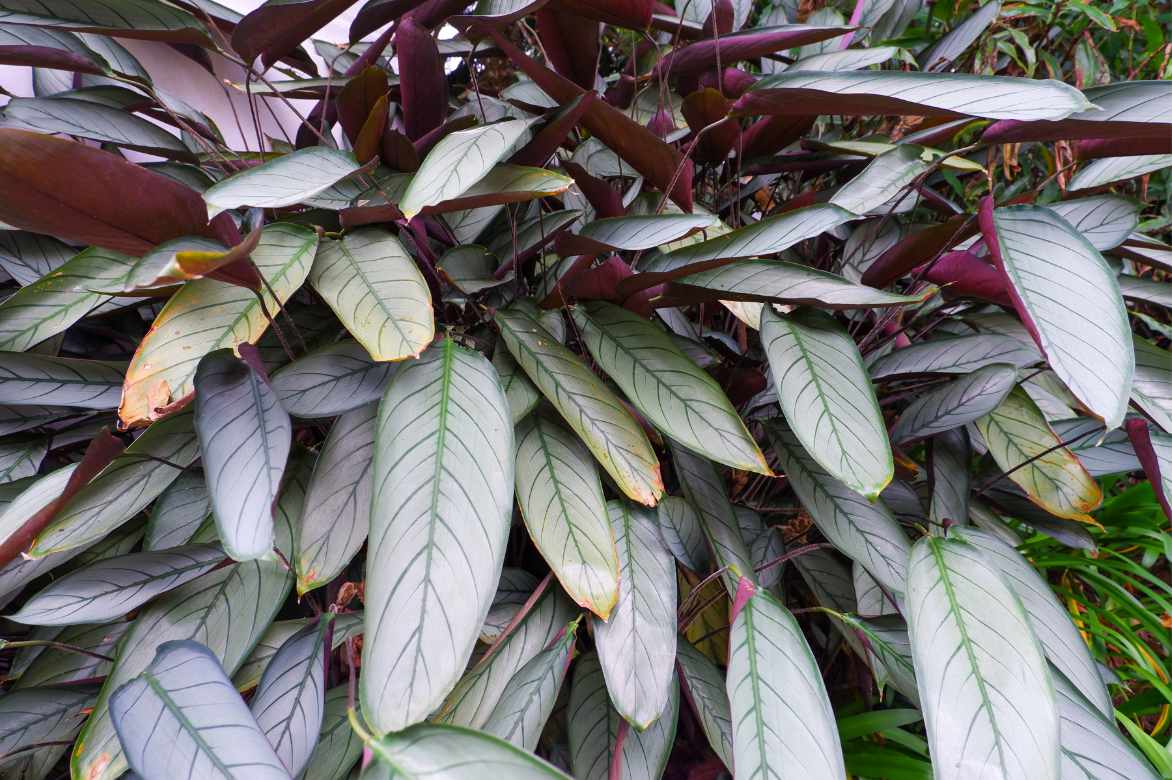 plante paon feuillage soins