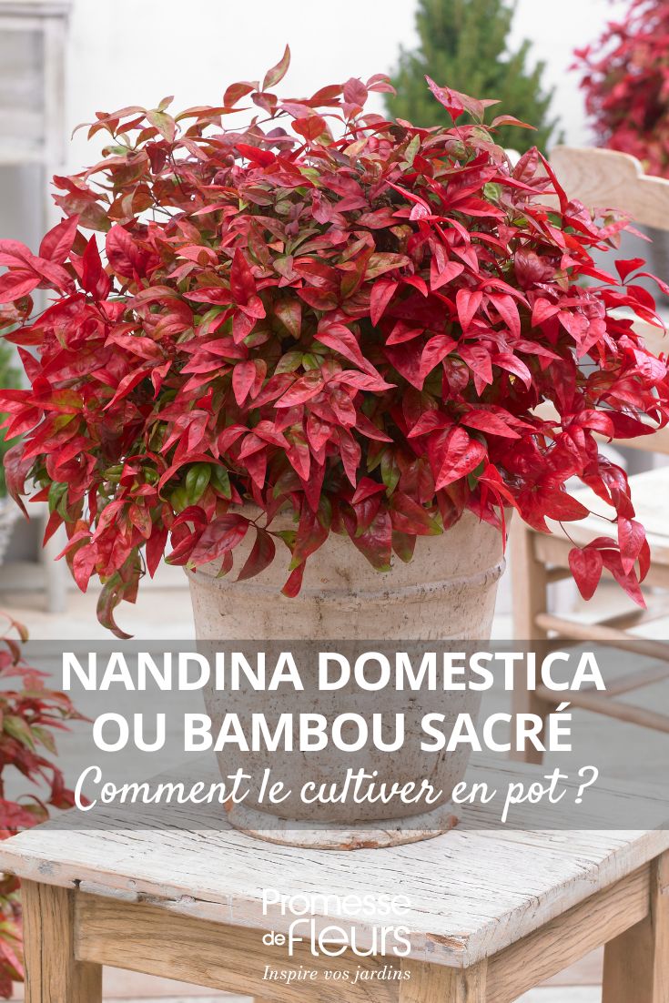 un nandina domestica en pot