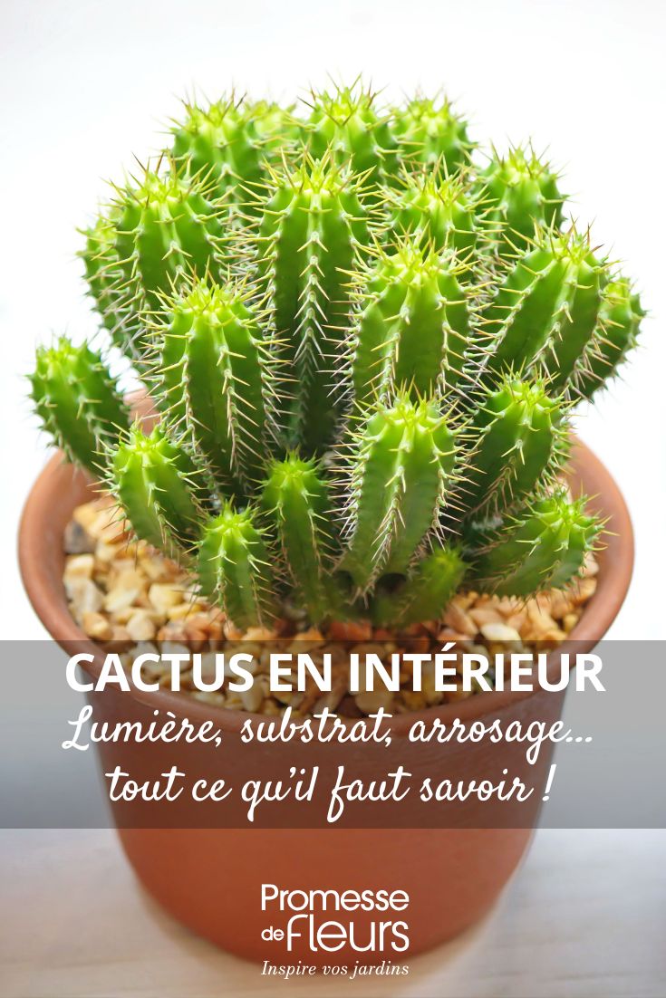 prendre soin des cactus en pot