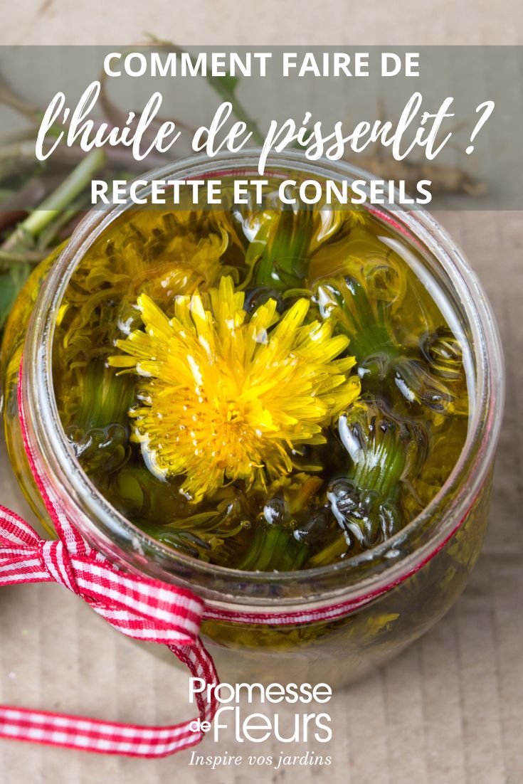 huile de pissenlit tutoriel