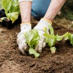 Jardinage débutant : comment repiquer ses jeunes plants en 5 étapes faciles