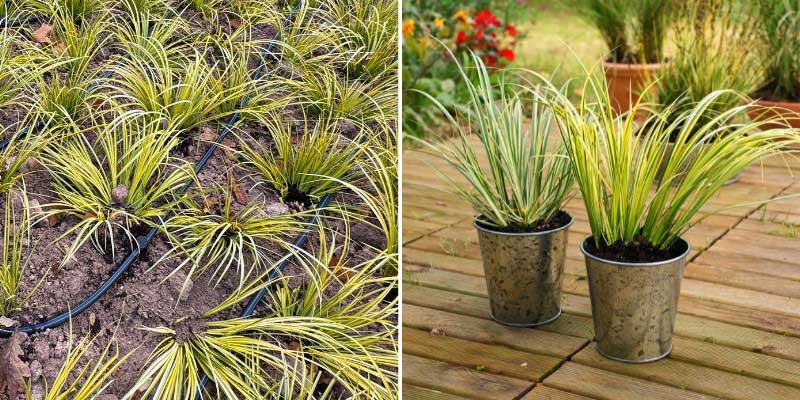 Diviser et replanter l'Acore