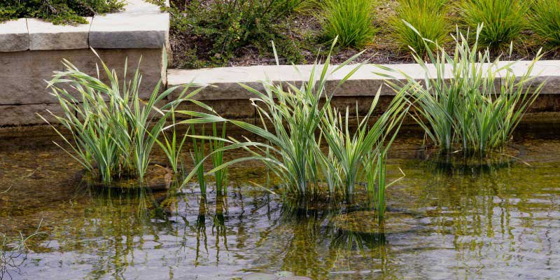 Acore à feuillage panaché