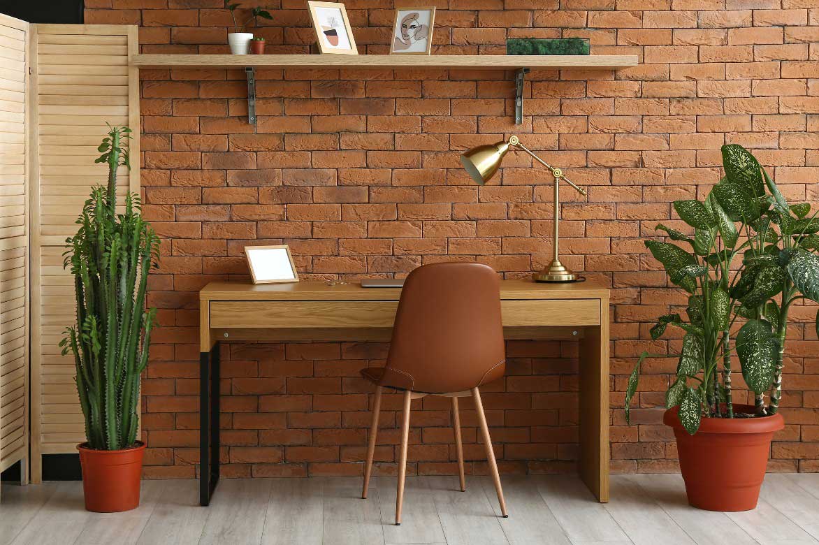 Comment associer l'Euphorbe cactus