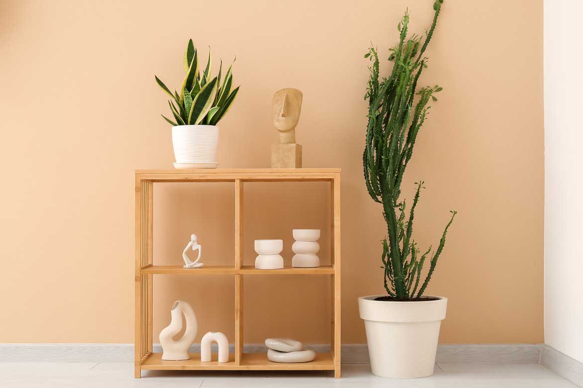 Comment mettre en valeur l'Euphorbe cactus