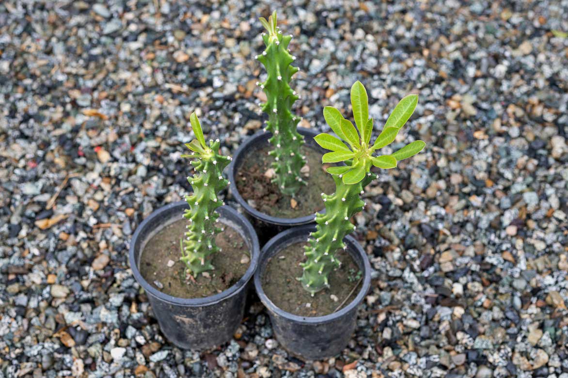 Boutures d'Euphorbe cactus