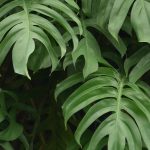 Monstera : cultiver et entretenir
