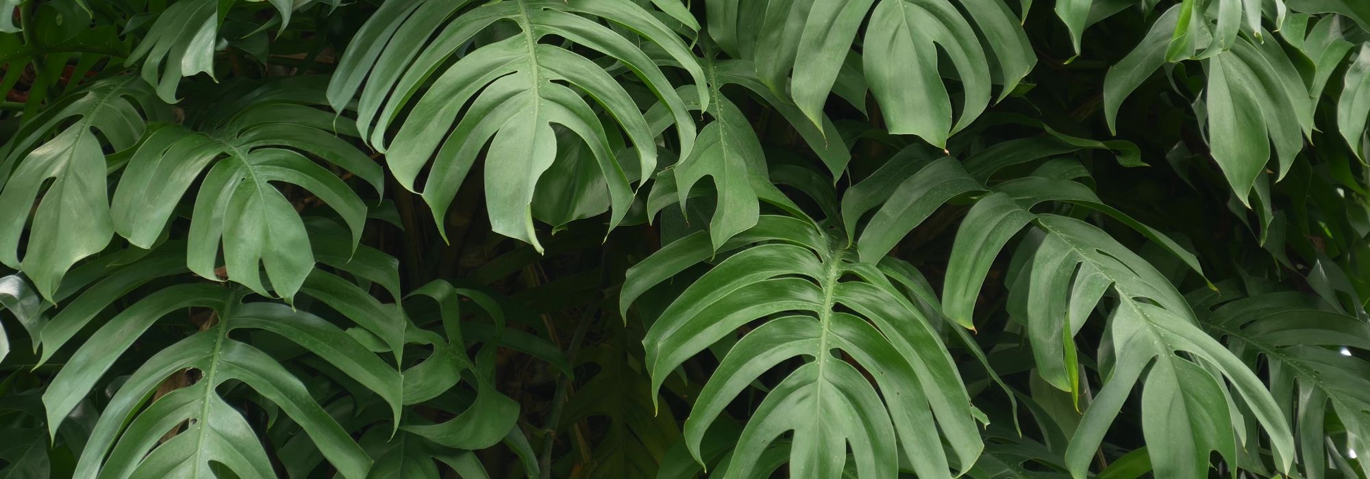 Monstera : cultiver et entretenir