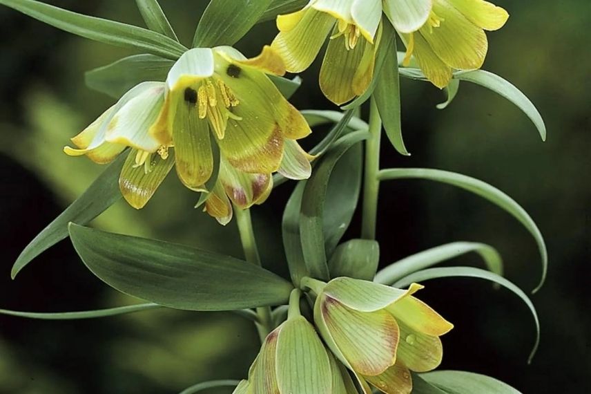 bulbe de printemps à fleurs vertes