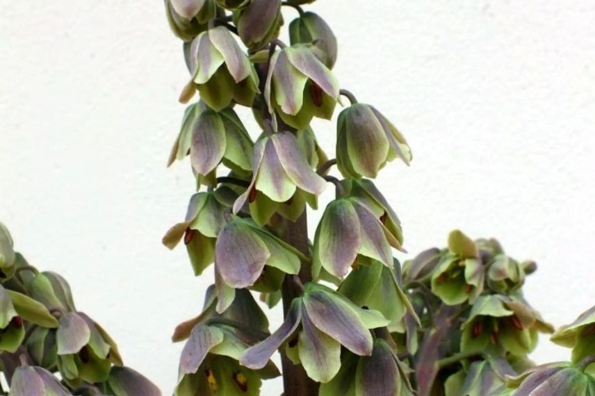 bulbe de printemps fritillaire à fleurs vert brun