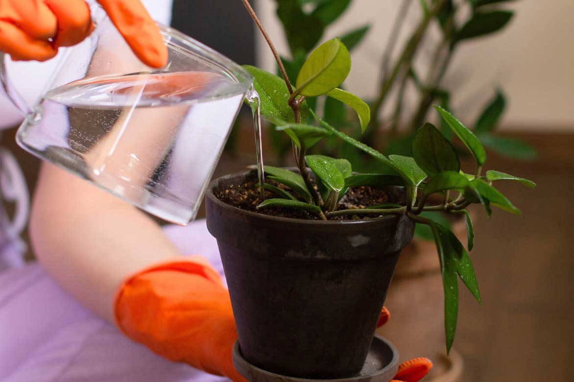 L'arrosage d'un Hoya ou Fleur de porcelaine