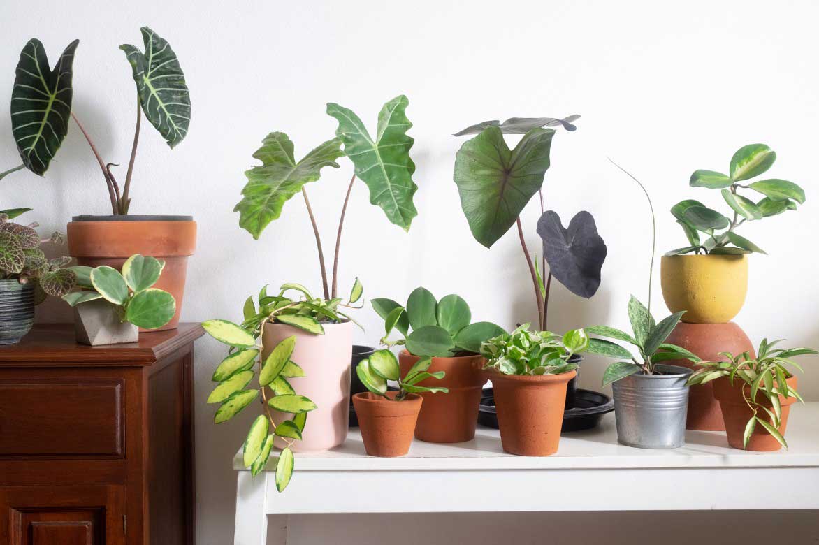 Association Hoya et plantes d'intérieur