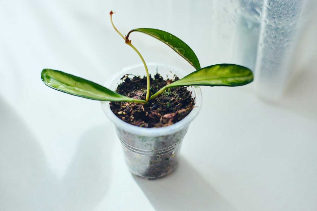 Le bouturage d'un Hoya, Fleur de porcelaine