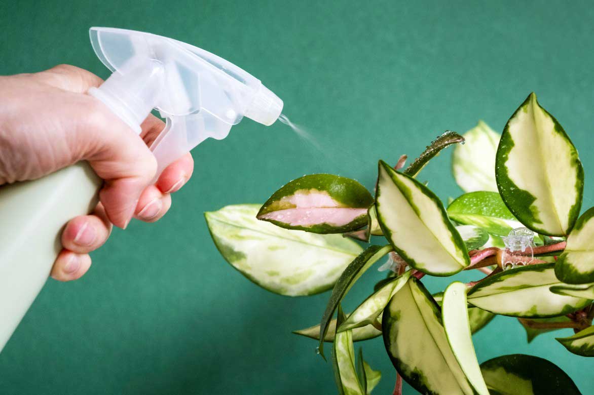 La brumisation d'un Hoya ou Fleur de porcelaine