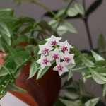 Hoya, Fleur de Porcelaine : Culture et entretien