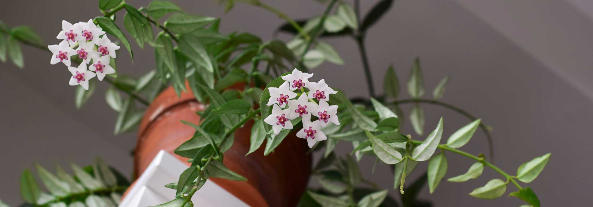 Hoya, Fleur de Porcelaine : Culture et entretien