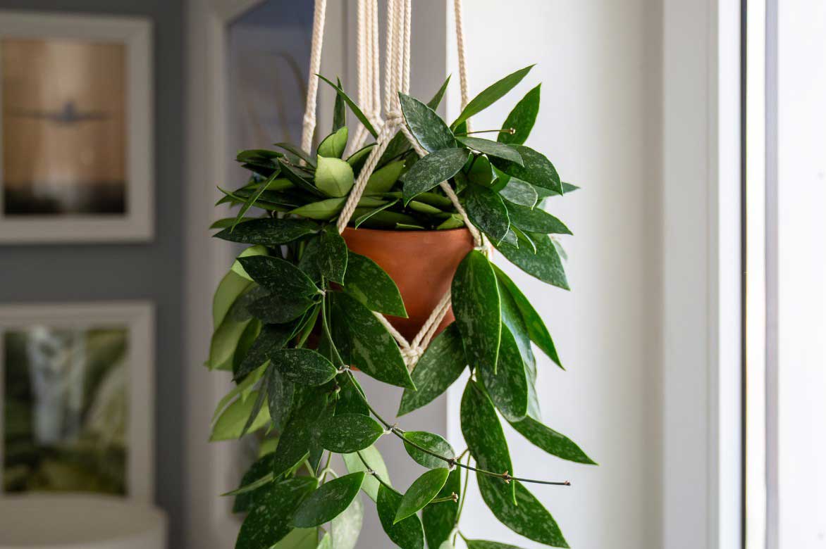 Hoya cultivé en suspension