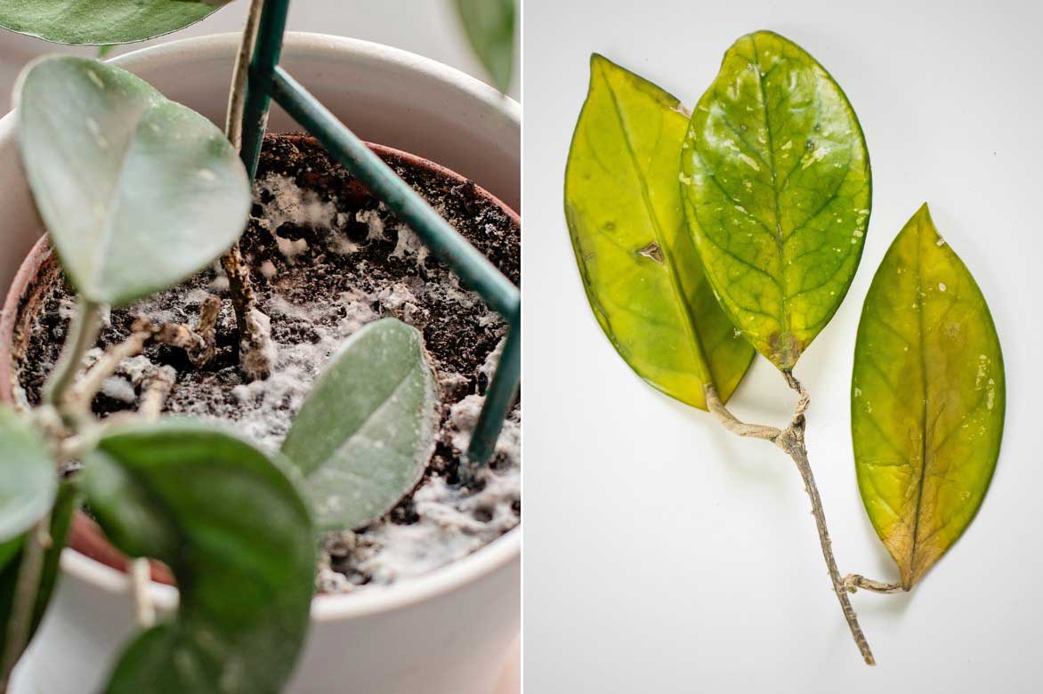 Hoya, probleme de culture, excès d'arrosage, mauvais drainage