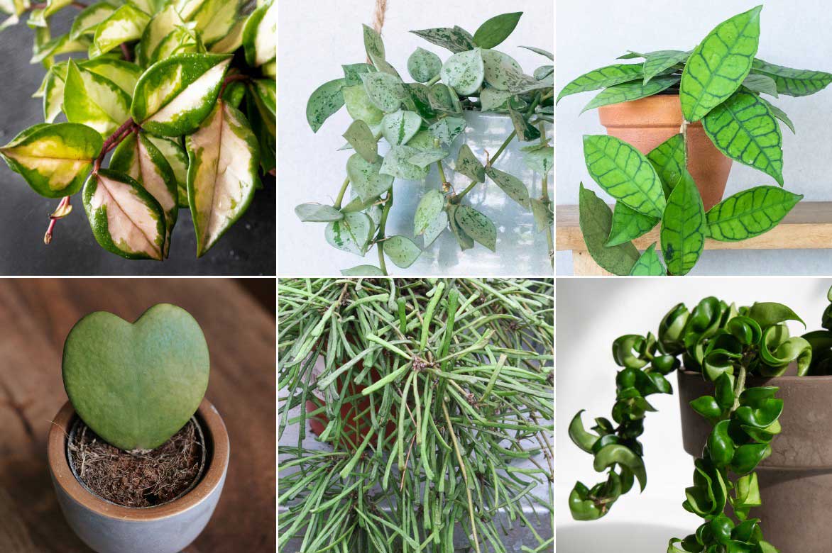 Différentes variétés d'Hoya