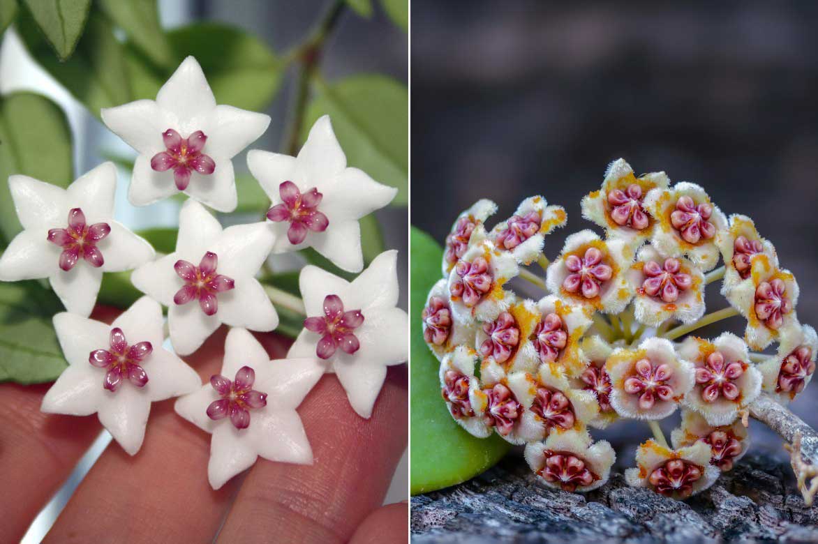 Détail des fleurs de l'Hoya 