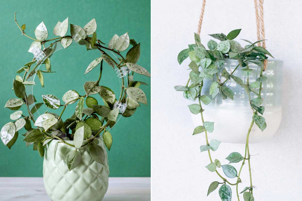 Hoya aux tiges grimpantes ou retombantes