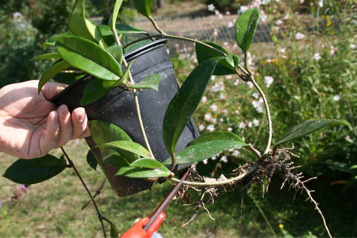 Comment marcotter l'Hoya, Fleur de porcelaine