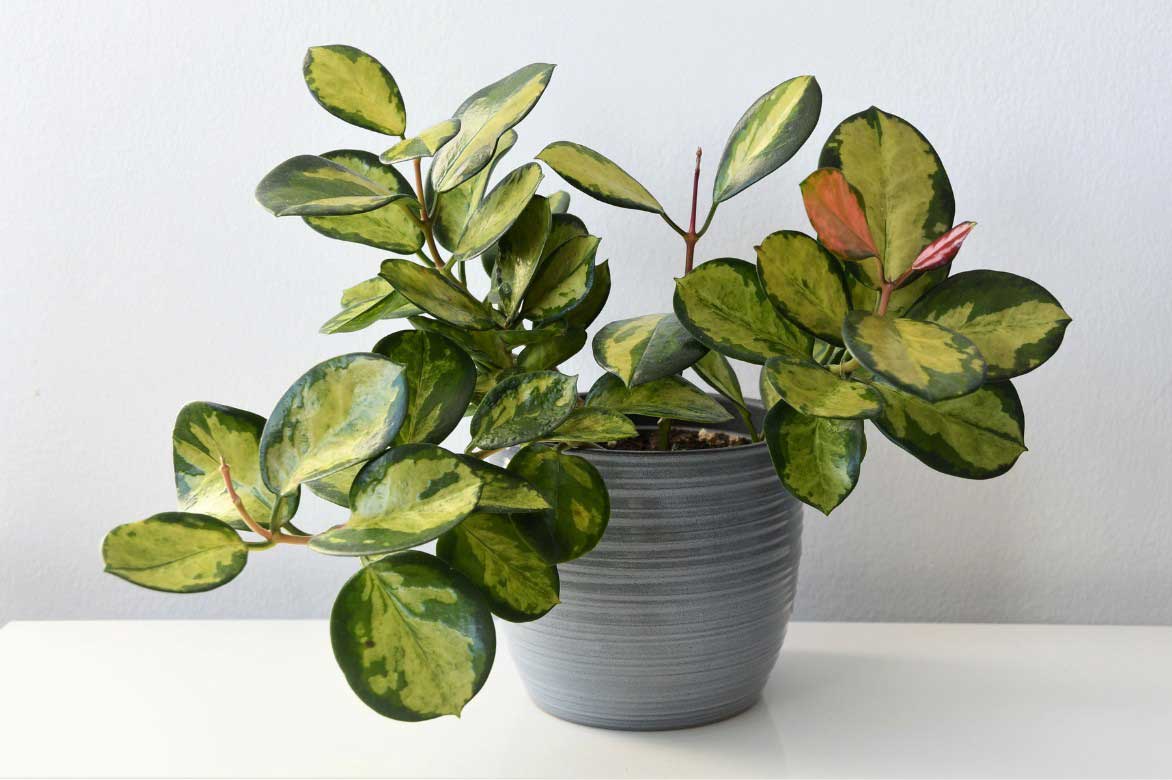 Le feuillage panaché d'un Hoya