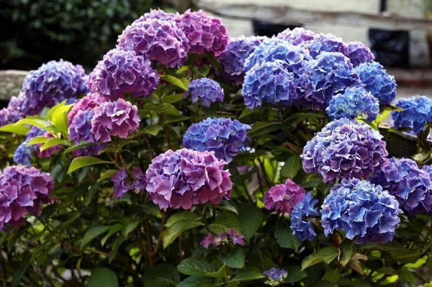Fleurs bleues et rose violacé d'un hortensia Hydrangea macrophylla Blauer Zwerg