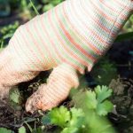 Jardinage débutant : comment désherber facilement et sans produits chimiques ?