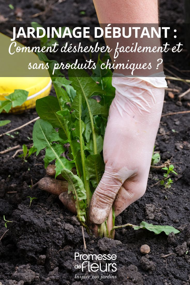 arracher les mauvaises herbes : nos conseils