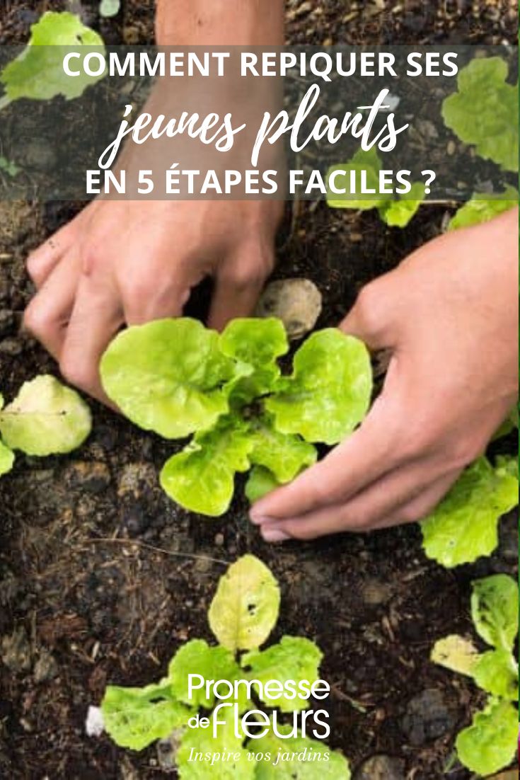 repiquage des salades au jardin